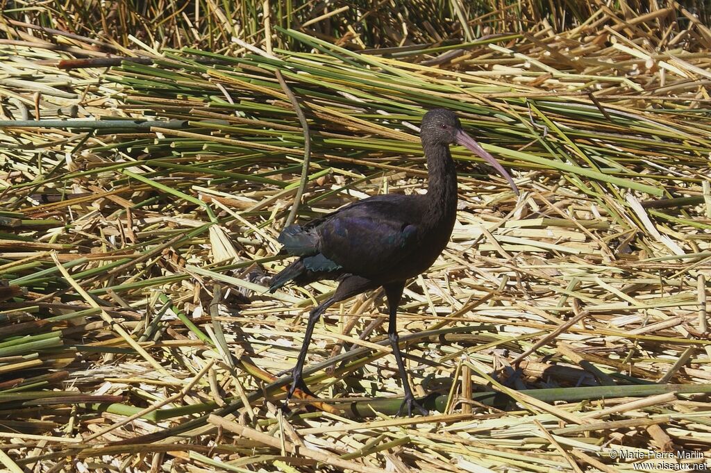 Ibis de Ridgway mâle adulte