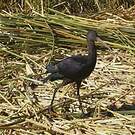 Ibis de Ridgway