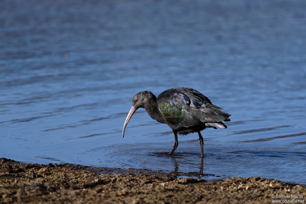 Ibis de Ridgwayadulte