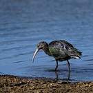 Ibis de Ridgway