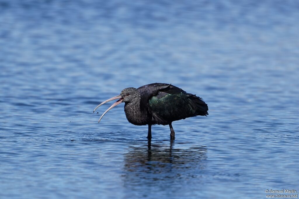 Ibis de Ridgwayadulte, pêche/chasse