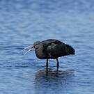 Ibis de Ridgway