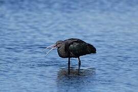 Puna Ibis