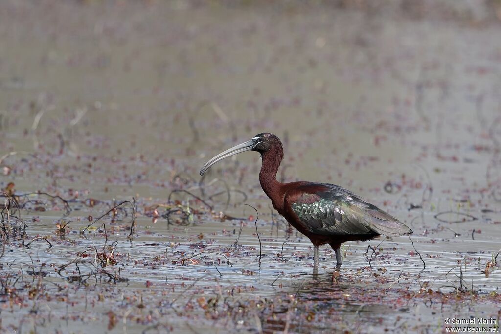 Ibis falcinelle mâle adulte