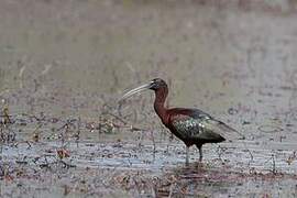 Glossy Ibis