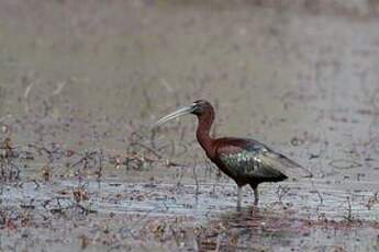 Ibis falcinelle