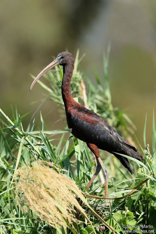 Glossy Ibis male adult