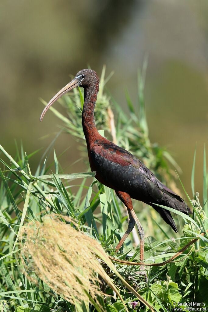 Ibis falcinelle mâle adulte