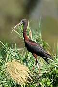 Glossy Ibis