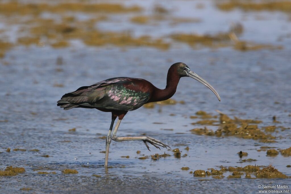 Ibis falcinelleadulte