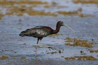 Ibis falcinelle