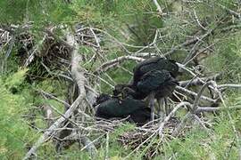 Glossy Ibis