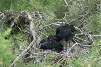 Ibis falcinelle