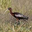 Ibis falcinelle
