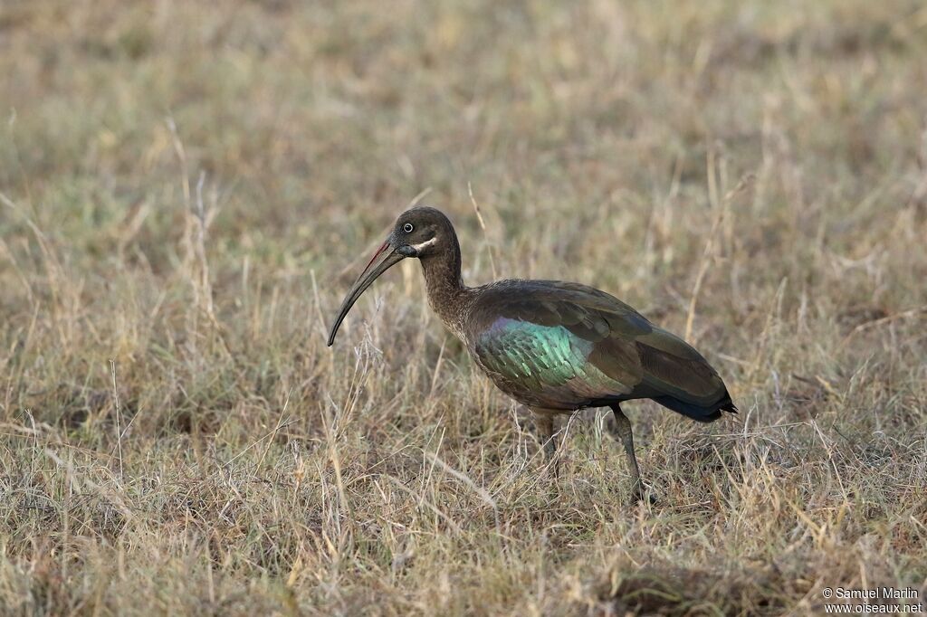 Ibis hagedashadulte