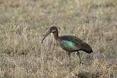 Ibis hagedash