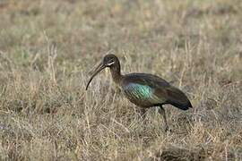 Hadada Ibis