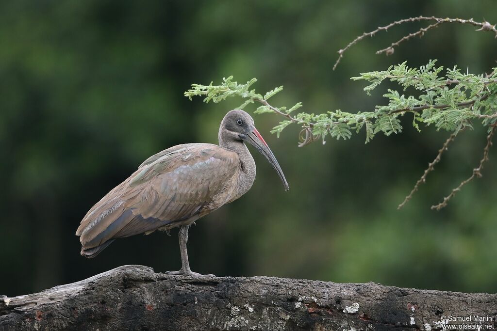 Ibis hagedashadulte