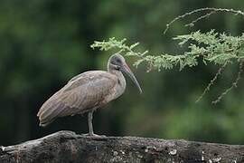 Hadada Ibis