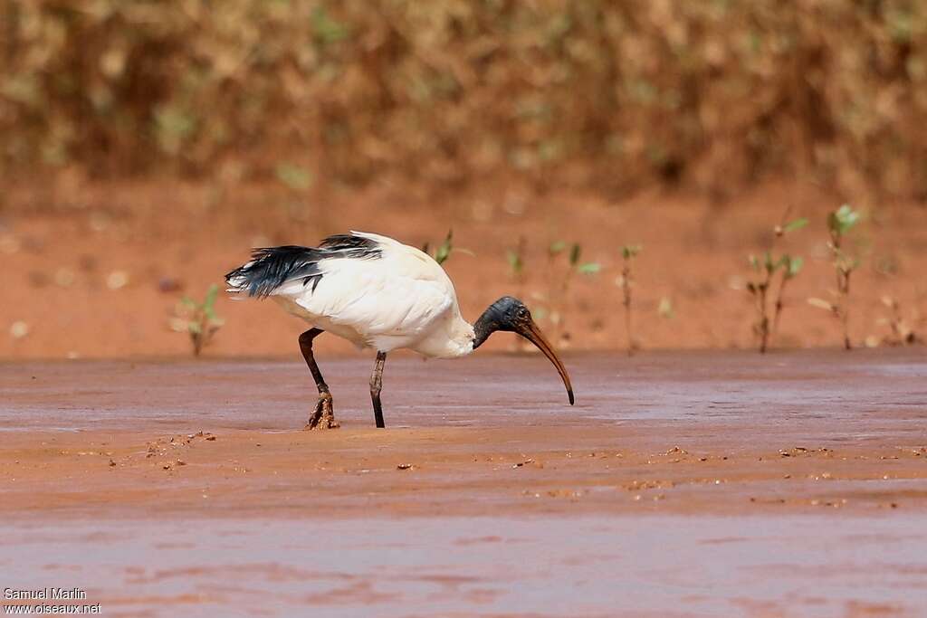 Malagasy Sacred Ibisadult, identification