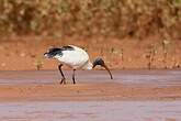 Ibis malgache