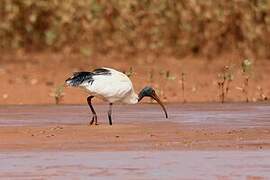 Malagasy Sacred Ibis