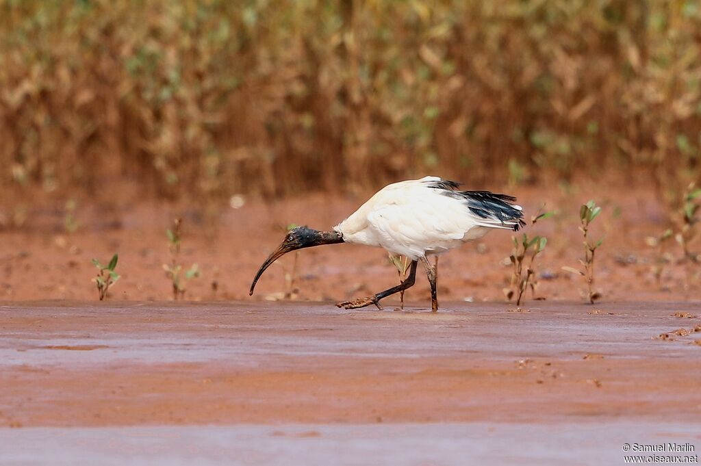 Malagasy Sacred Ibisadult