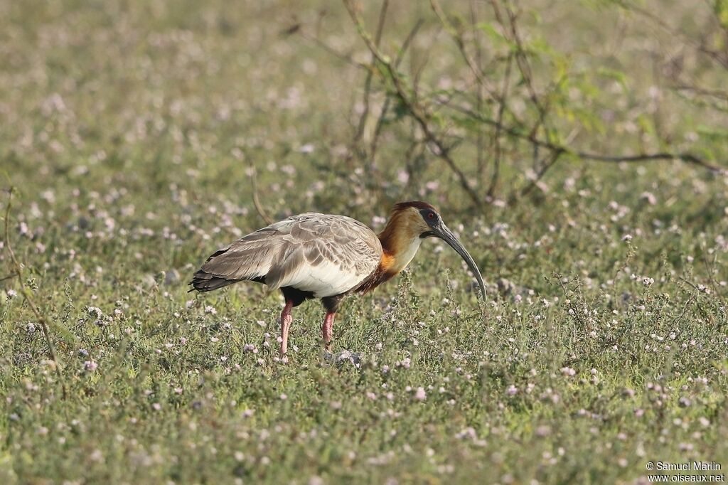 Buff-necked Ibisadult