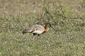 Buff-necked Ibis