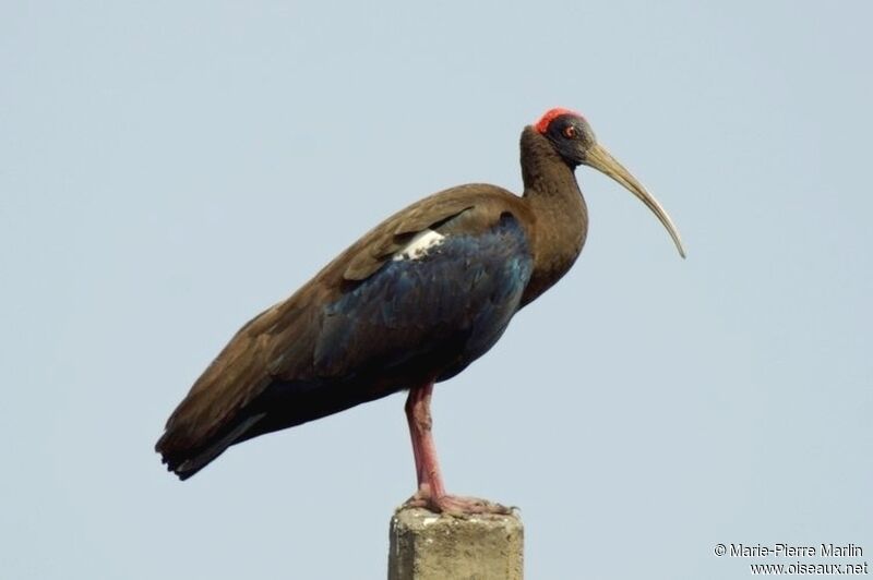 Red-naped Ibis