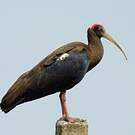Ibis noir