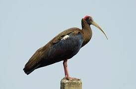 Red-naped Ibis