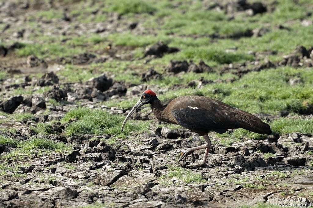 Ibis noiradulte