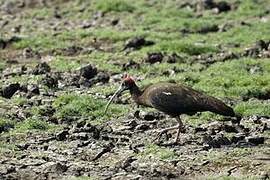 Red-naped Ibis