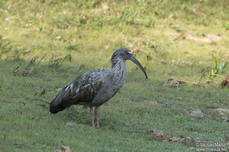 Ibis plombéadulte