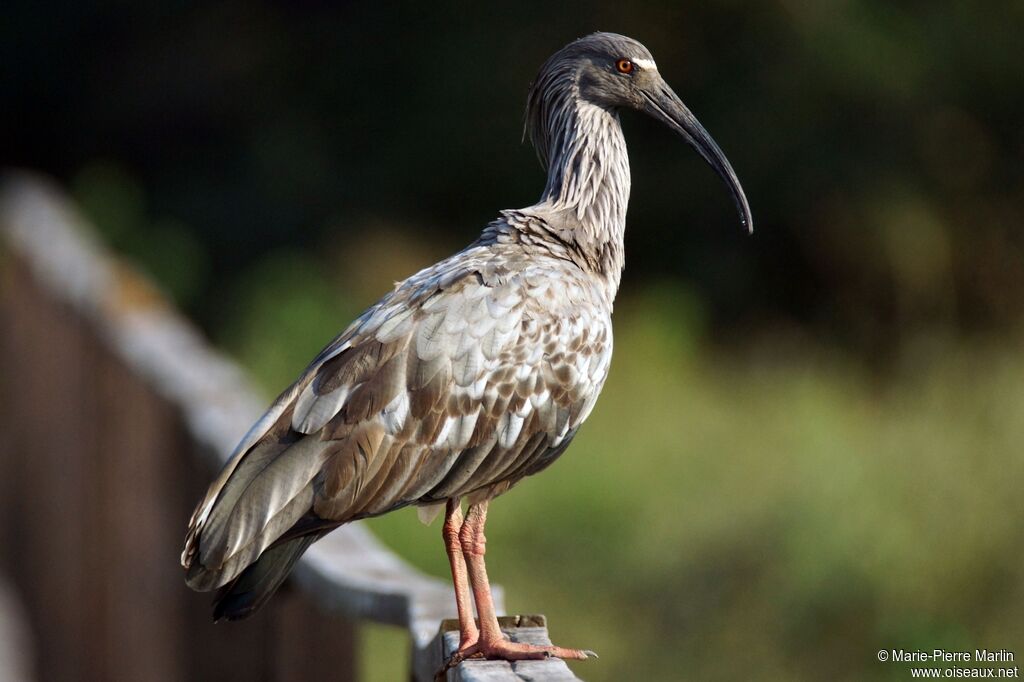 Ibis plombé