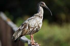 Plumbeous Ibis