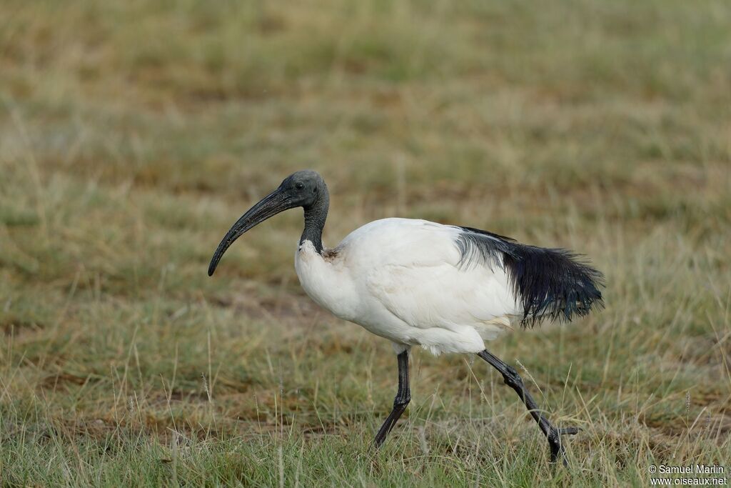 Ibis sacréadulte