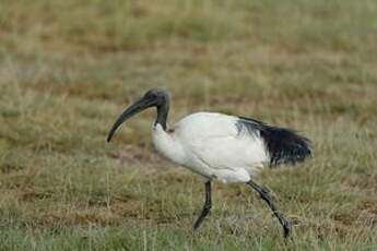 Ibis sacré