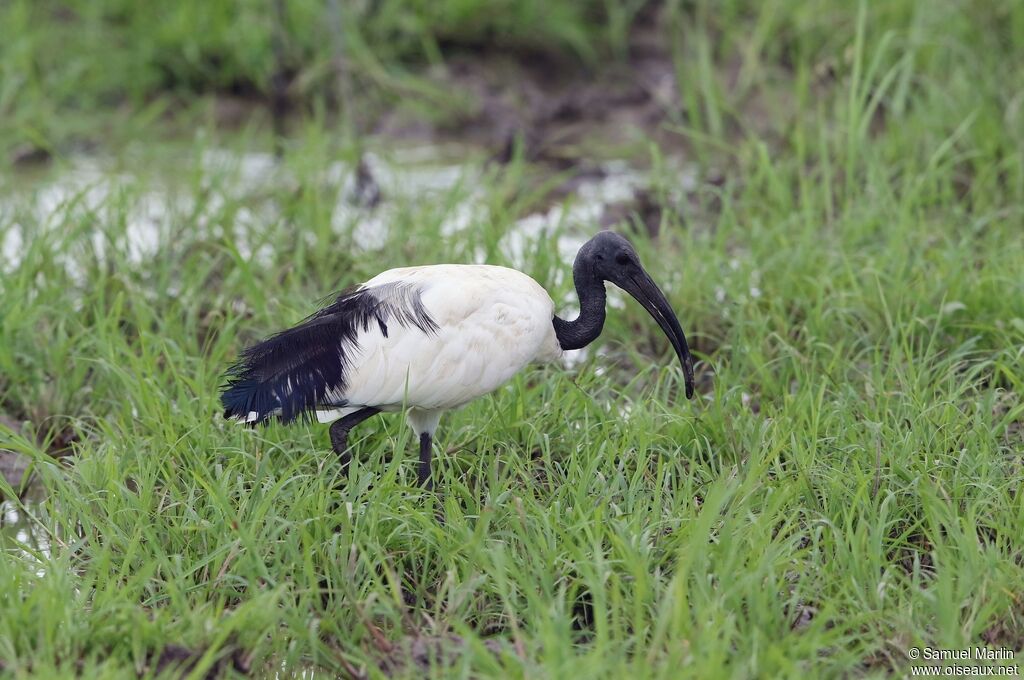 African Sacred Ibisadult