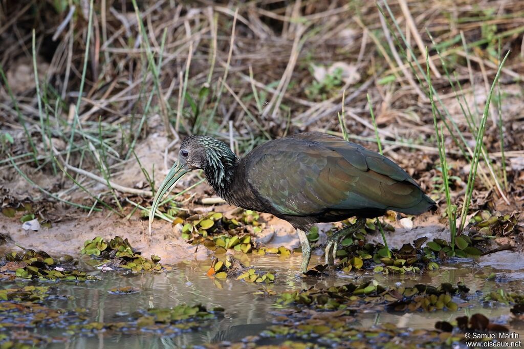 Ibis vertadulte