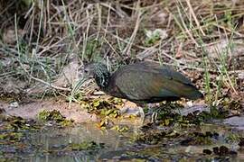 Green Ibis