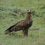 Aigle des steppes