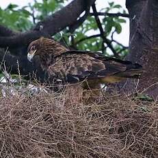 Aigle ravisseur