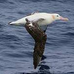Albatros hurleur