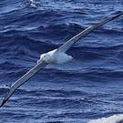 Albatros hurleur