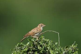 Alouette abyssinienne