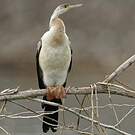 Anhinga d'Afrique