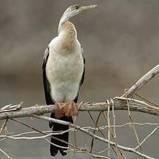 Anhinga d'Afrique