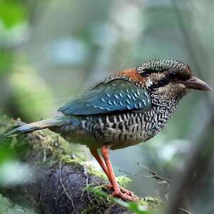 un oiseau Martin le 24 Janvier trouvé par Martine Brachypterolle.ecaille.sama.1p